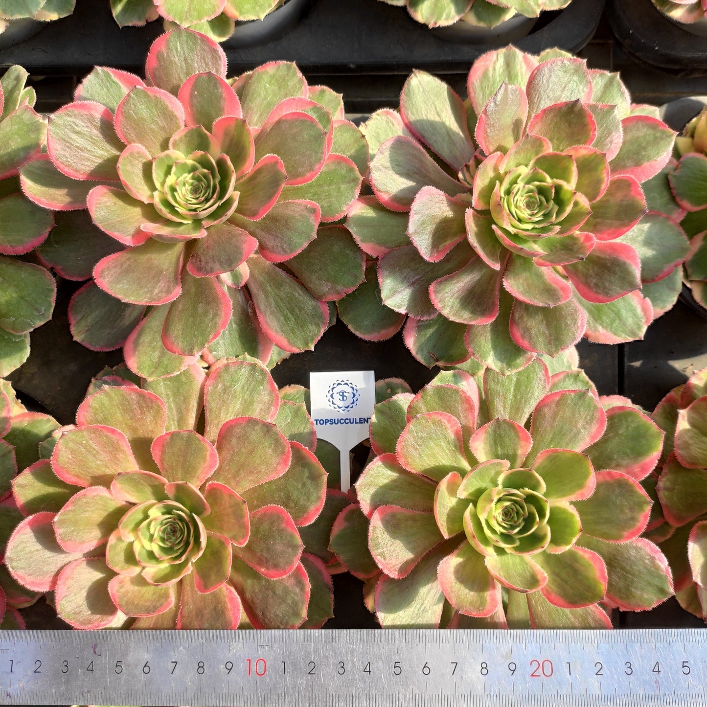 24633 ピンク クラウン