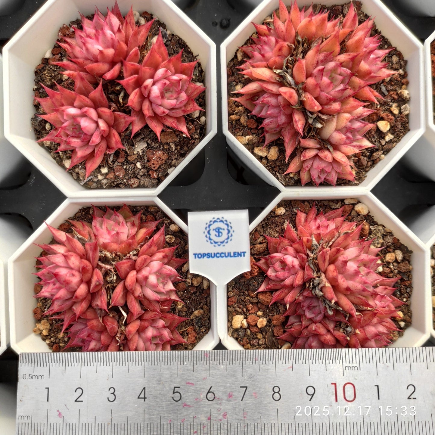 23715 ブラック スウォンHyb