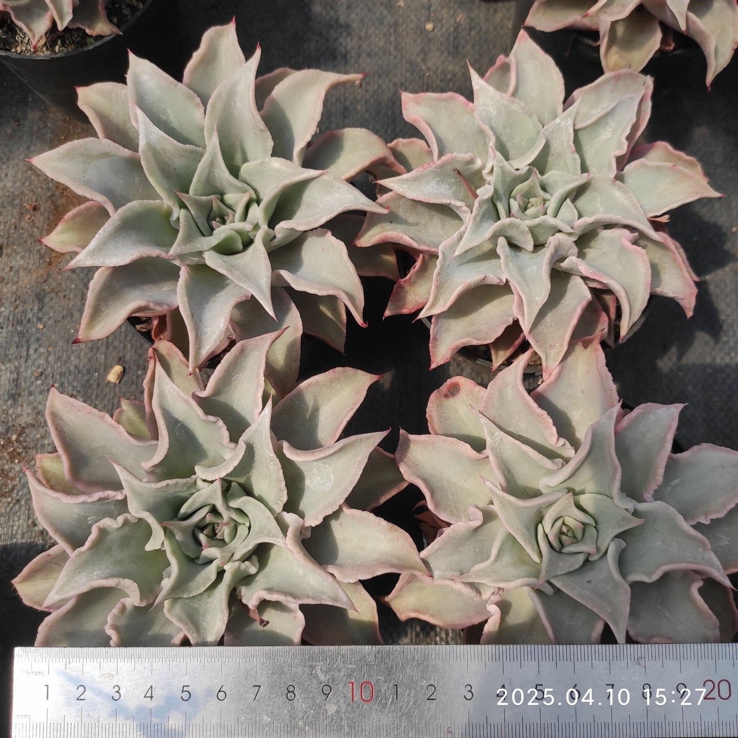NGN721 マディバ(80cm pot)