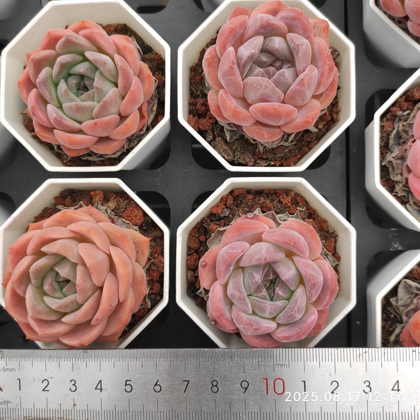 LMM257 レッドベルベットhyb(7cm pot)