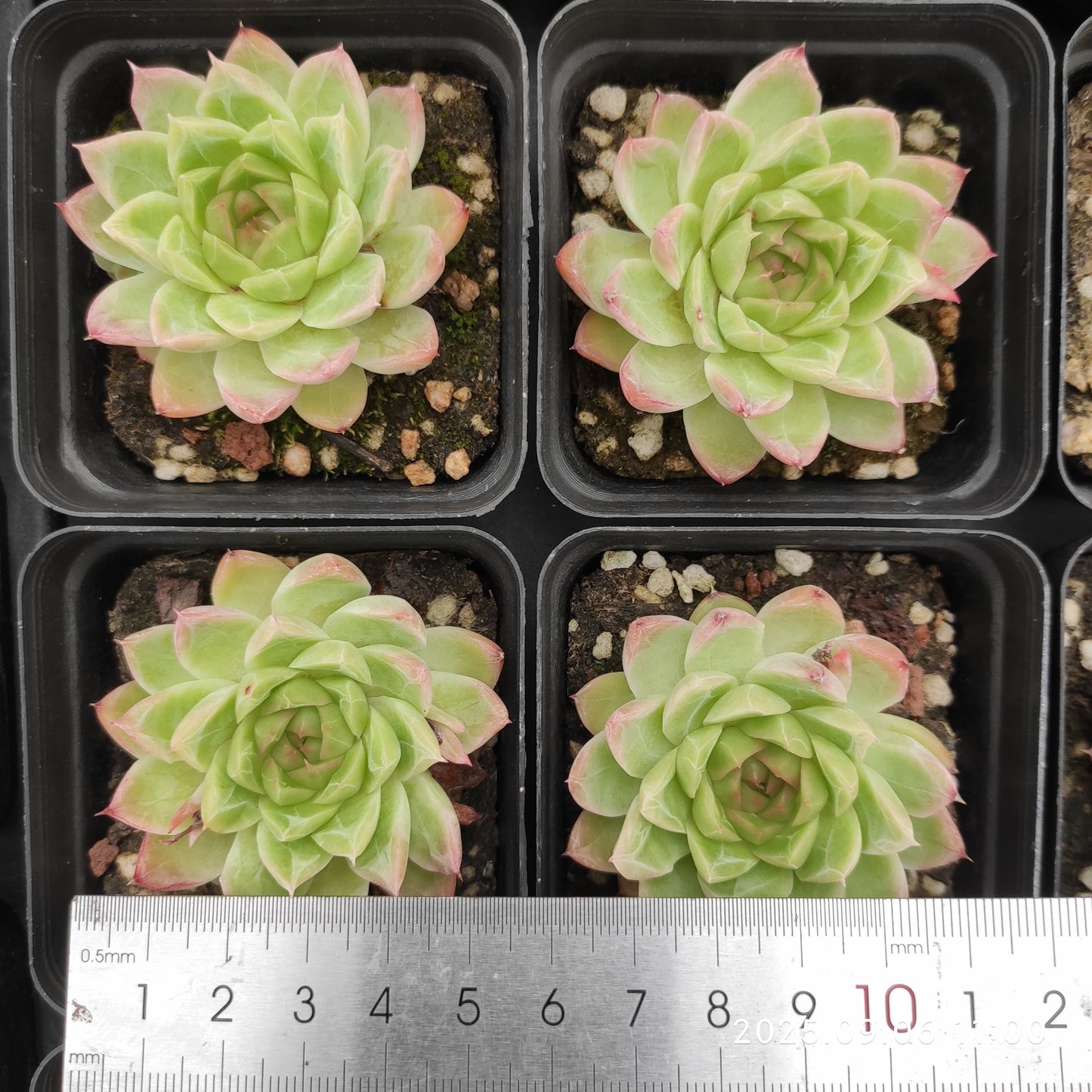 RC146 レッドクィーン(7cm pot)