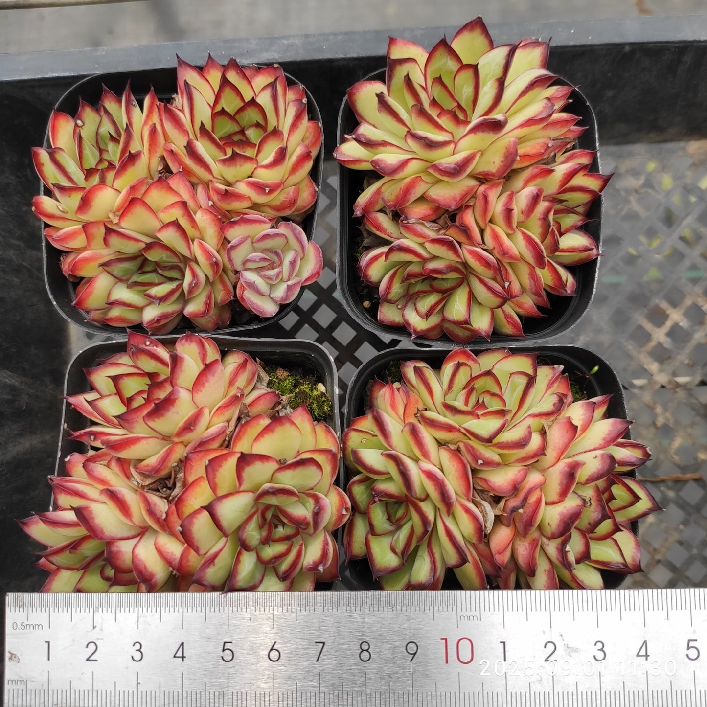 QN787 ラウレンシス(6.5cm pot)