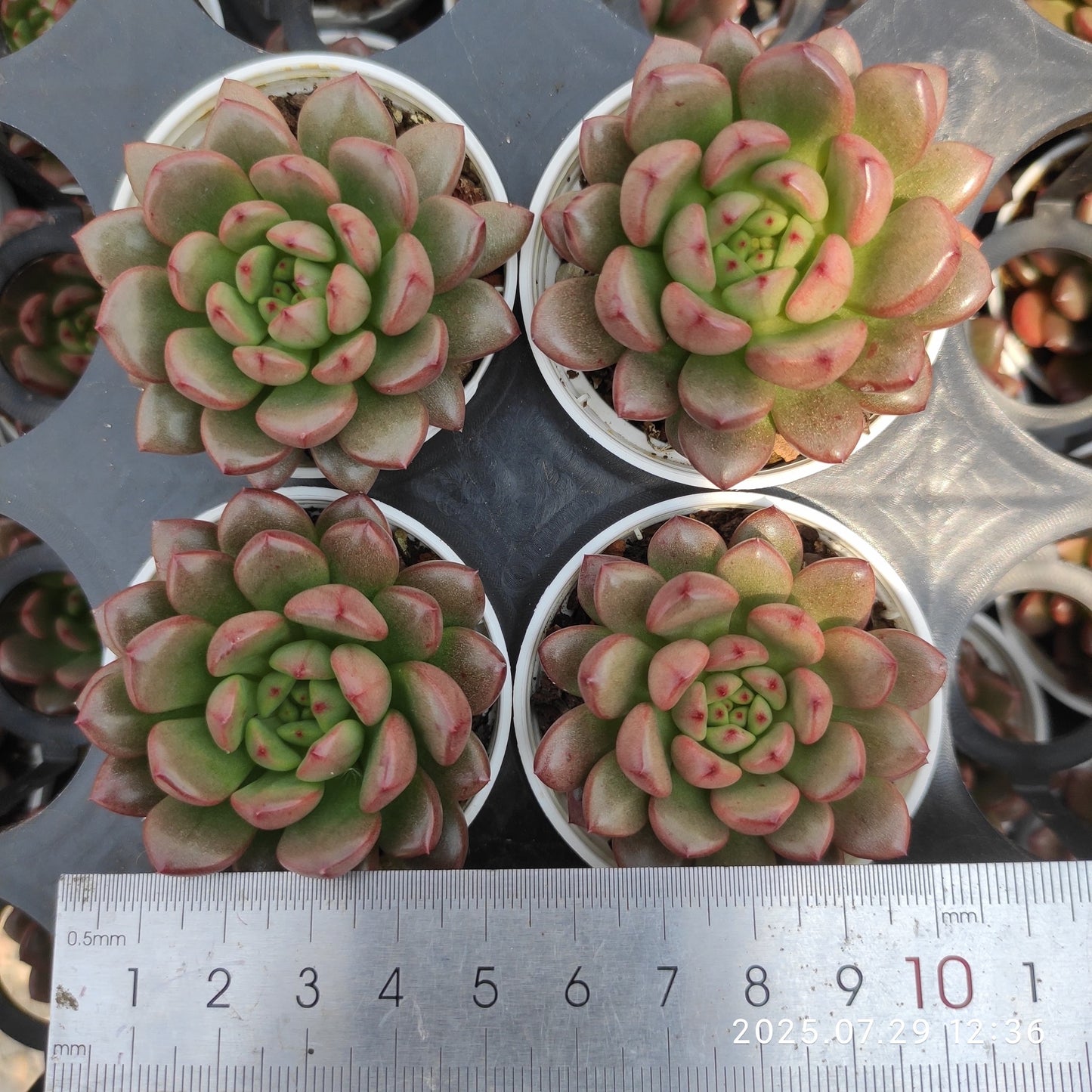 ZZA219 ピンクルルビー(5.5cm pot)