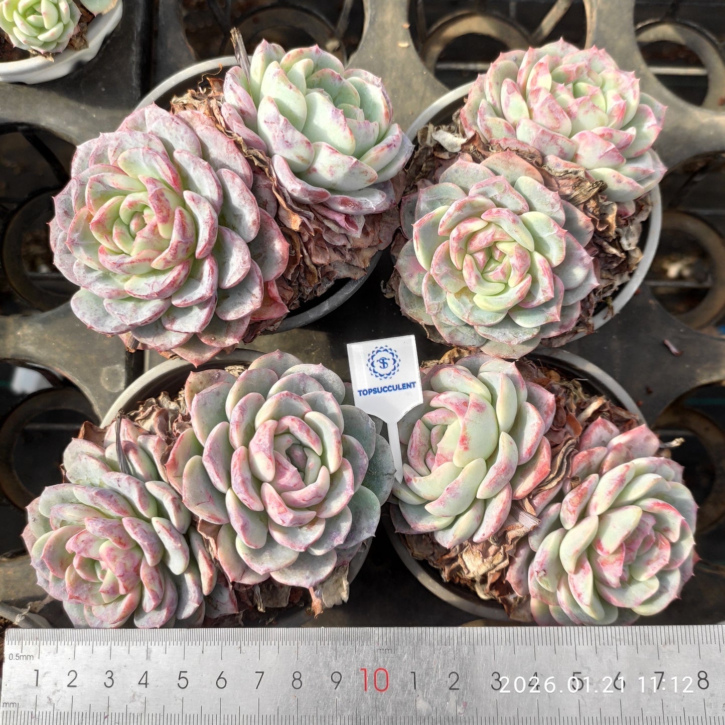 25079 フローラル メイデン