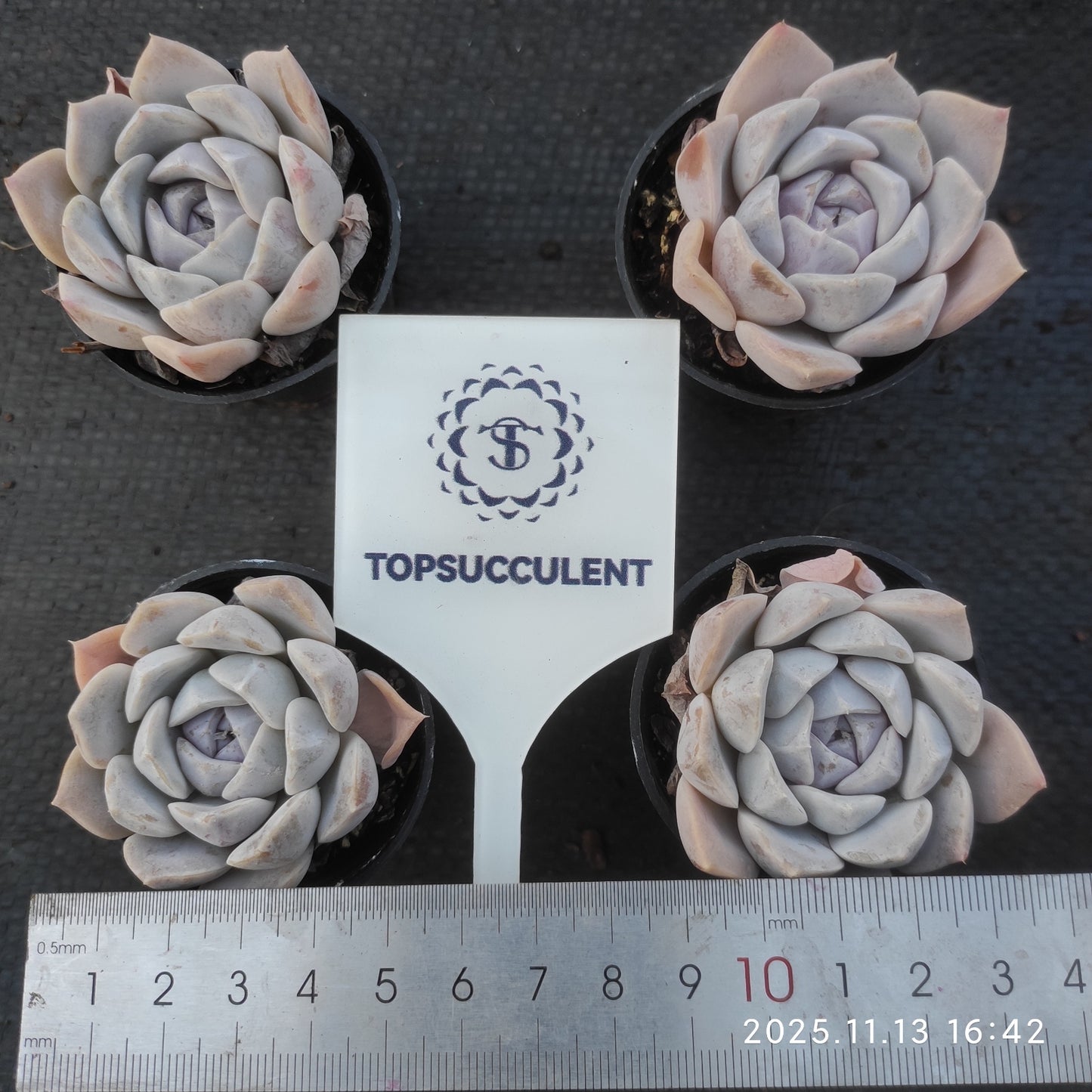 4533 タイニーバーガー(5.5cm pot)