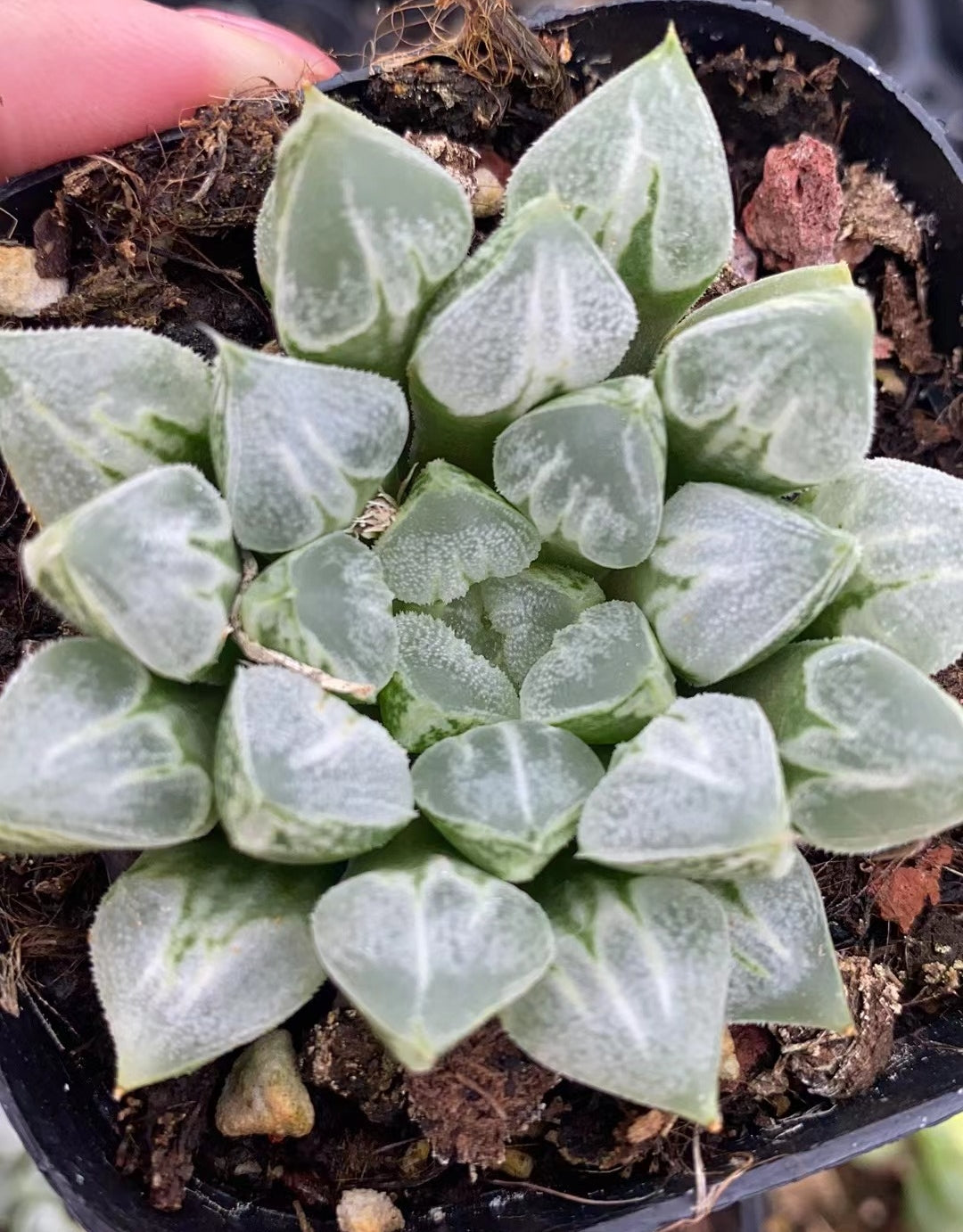 CS105 ラプハ一ト (7cm pot)