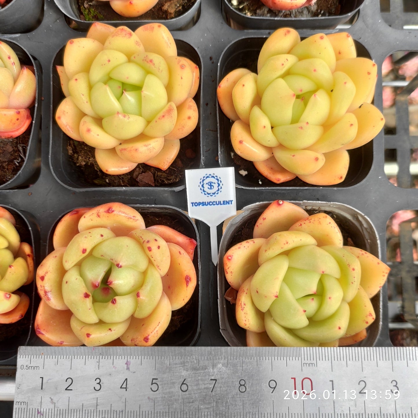 80520 アンコール