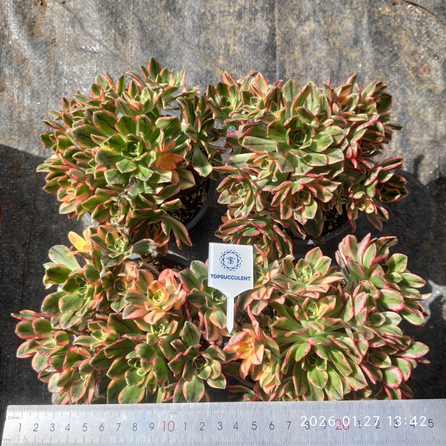 23229 アエオニウム スウィートティー