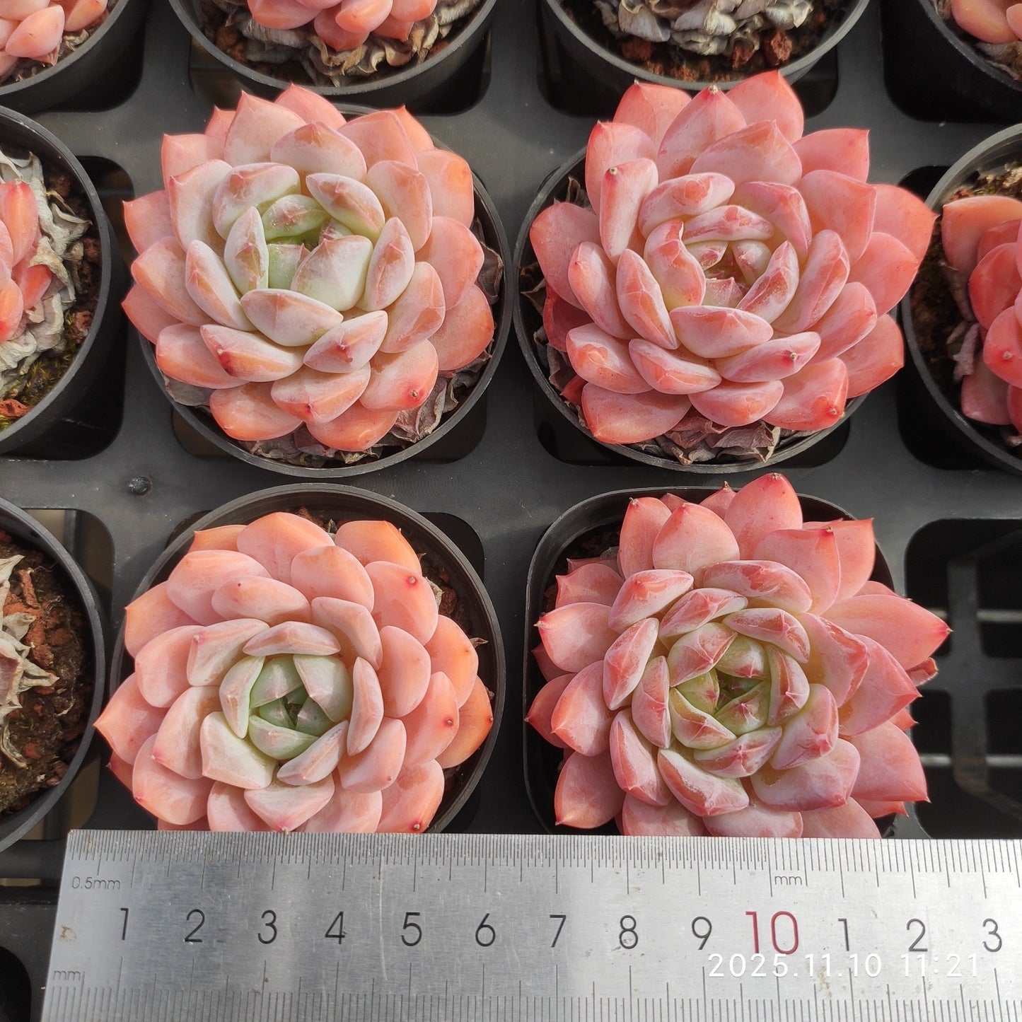 80528 オーペン ウィング(5.5cm pot)