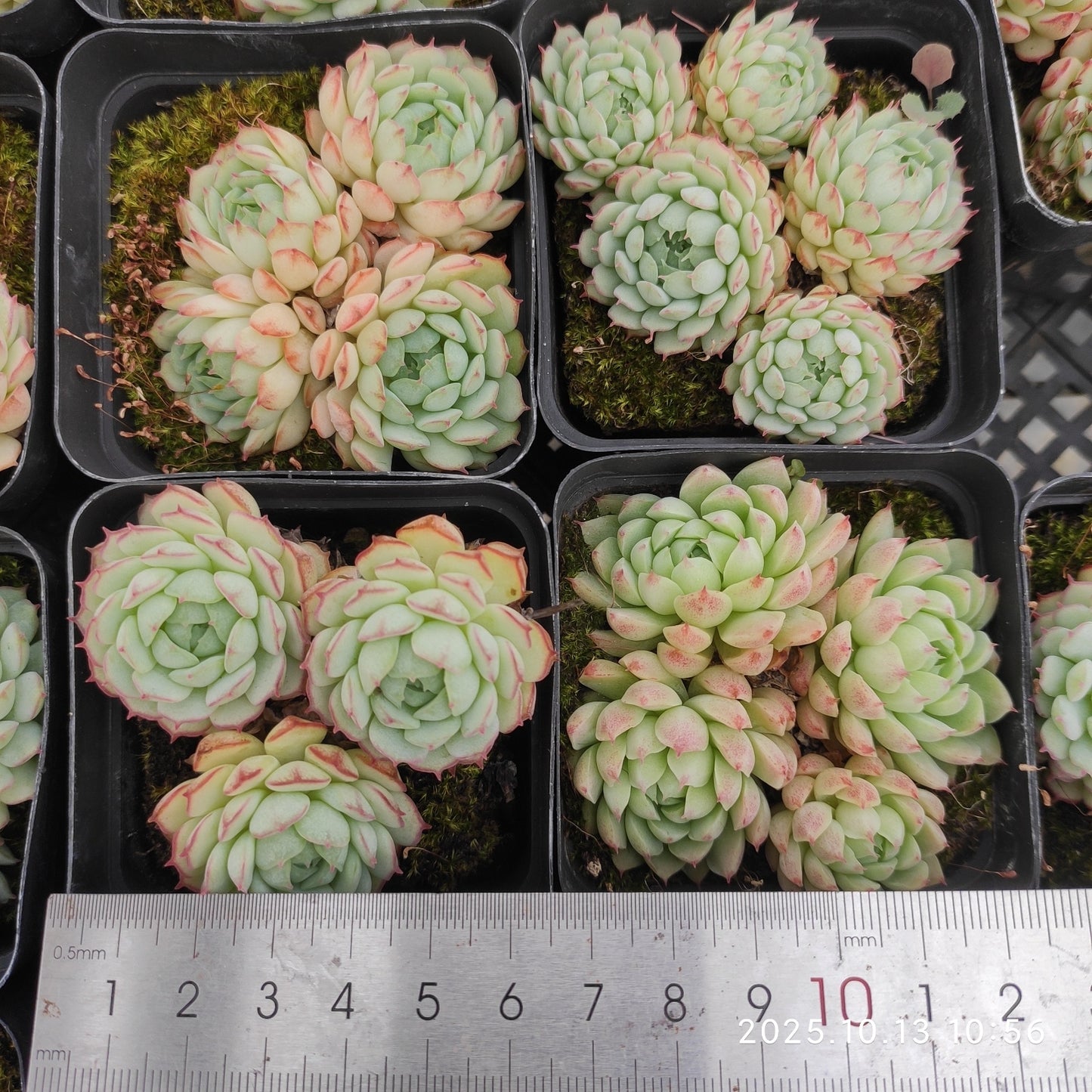 21629 オーストラリアキャプテンハイ(7cm pot)