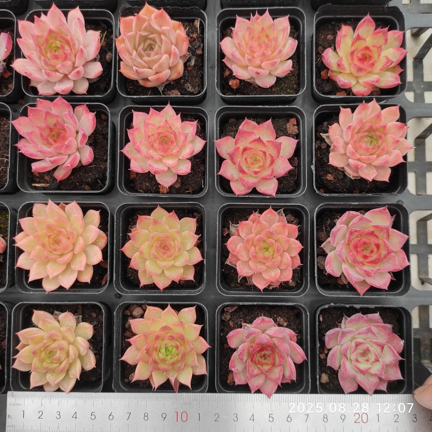 YBB195 リトルコンチ(5.5cm pot)