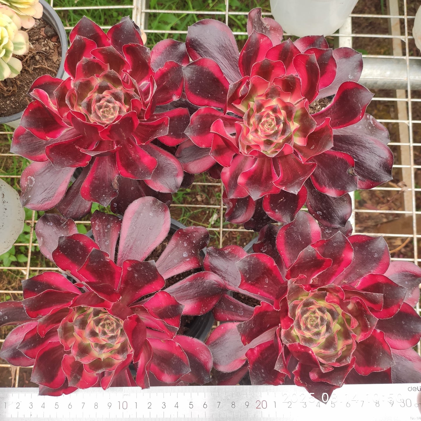 YS275 レッド ソーサレス(17cm pot)