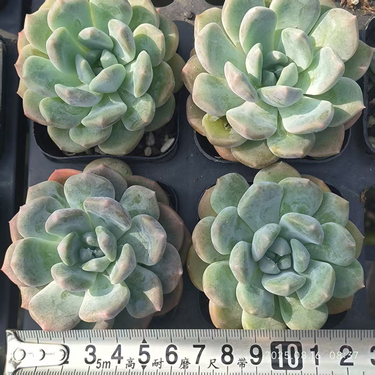 LG787 マルヒメ(6.5cm pot)