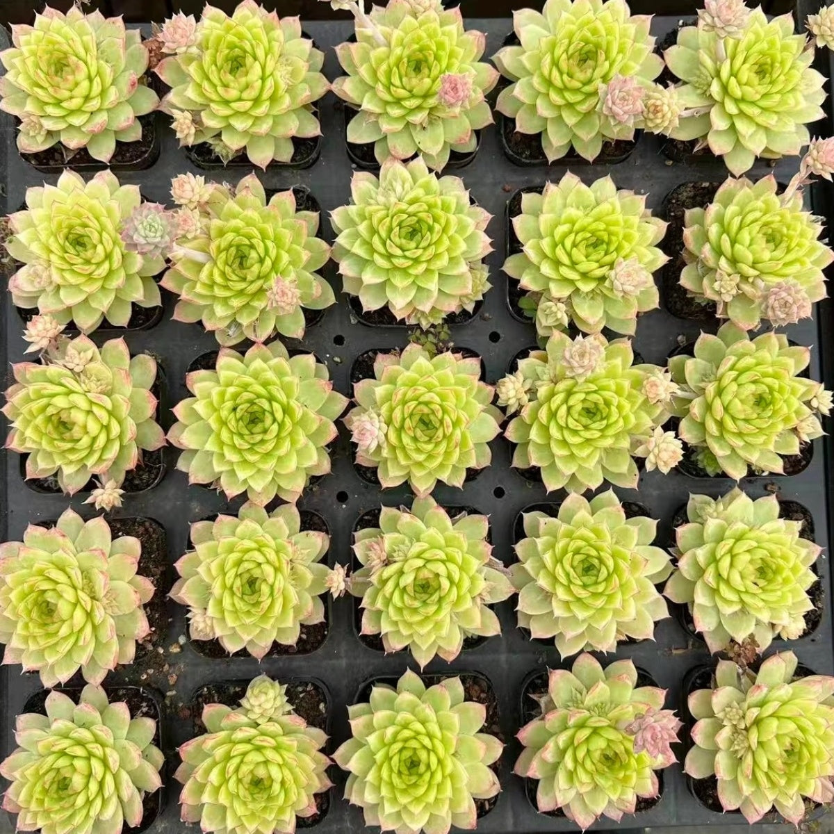 QNY140 ムゲ パフューム(7cm pot)