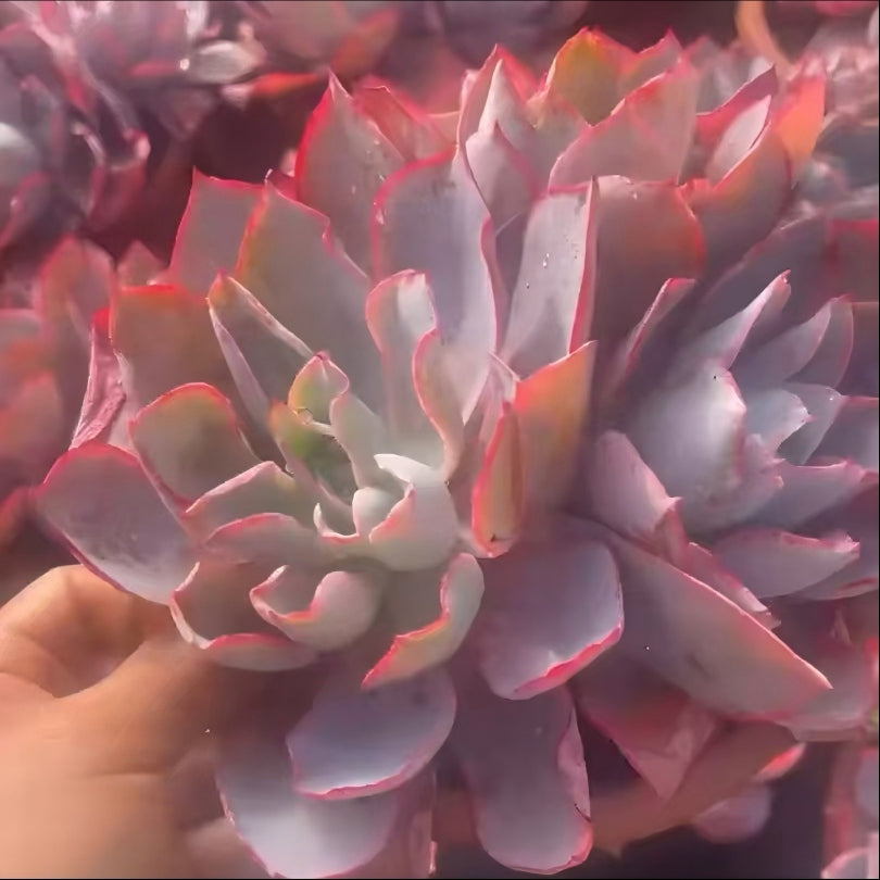 25177 アフターグロー