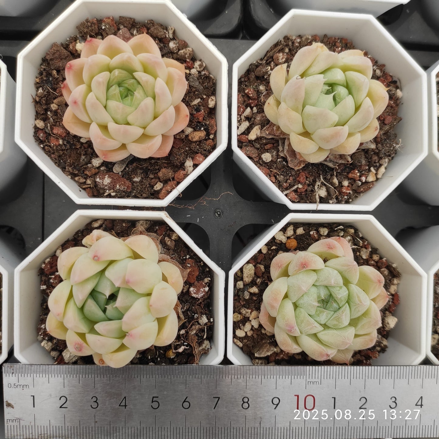 WWA210 グラシア (7cm pot)
