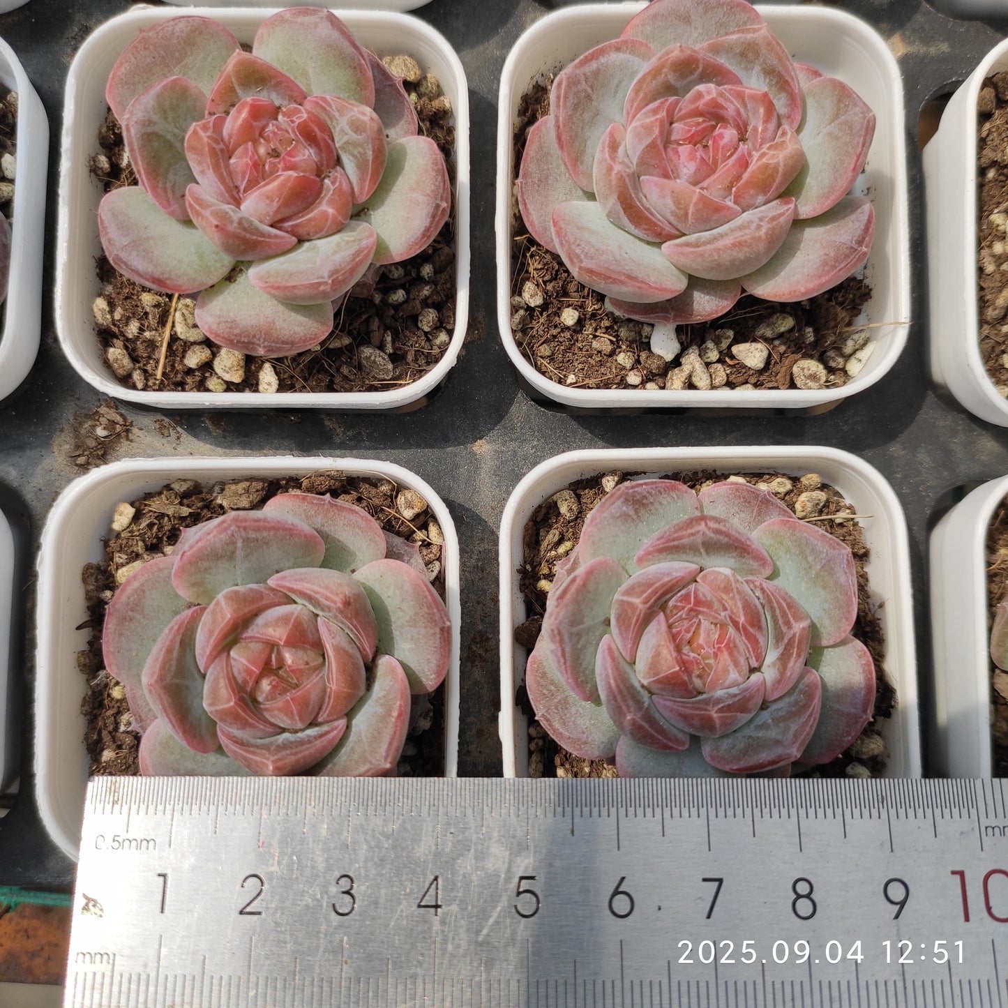 MMY1063 ライチー (5.5cm pot)