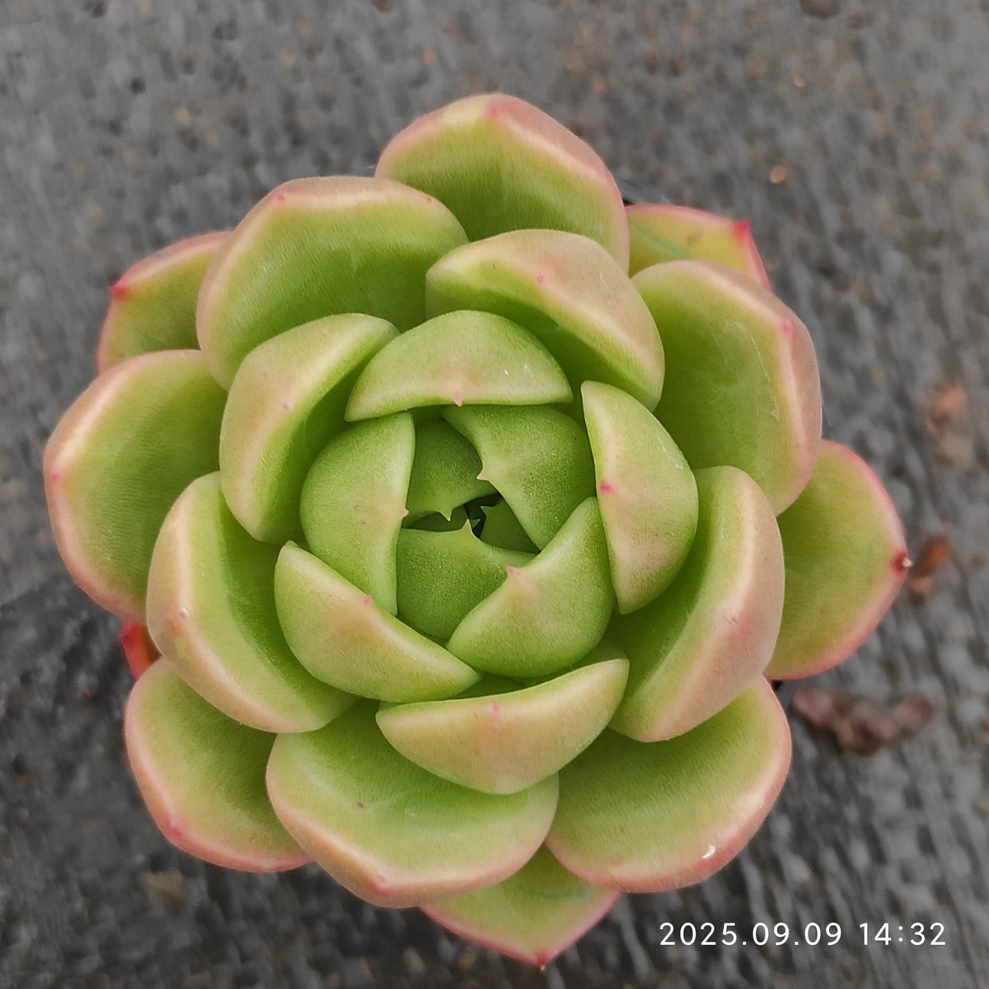 MMT507 アイスシティ(5.5cm pot)