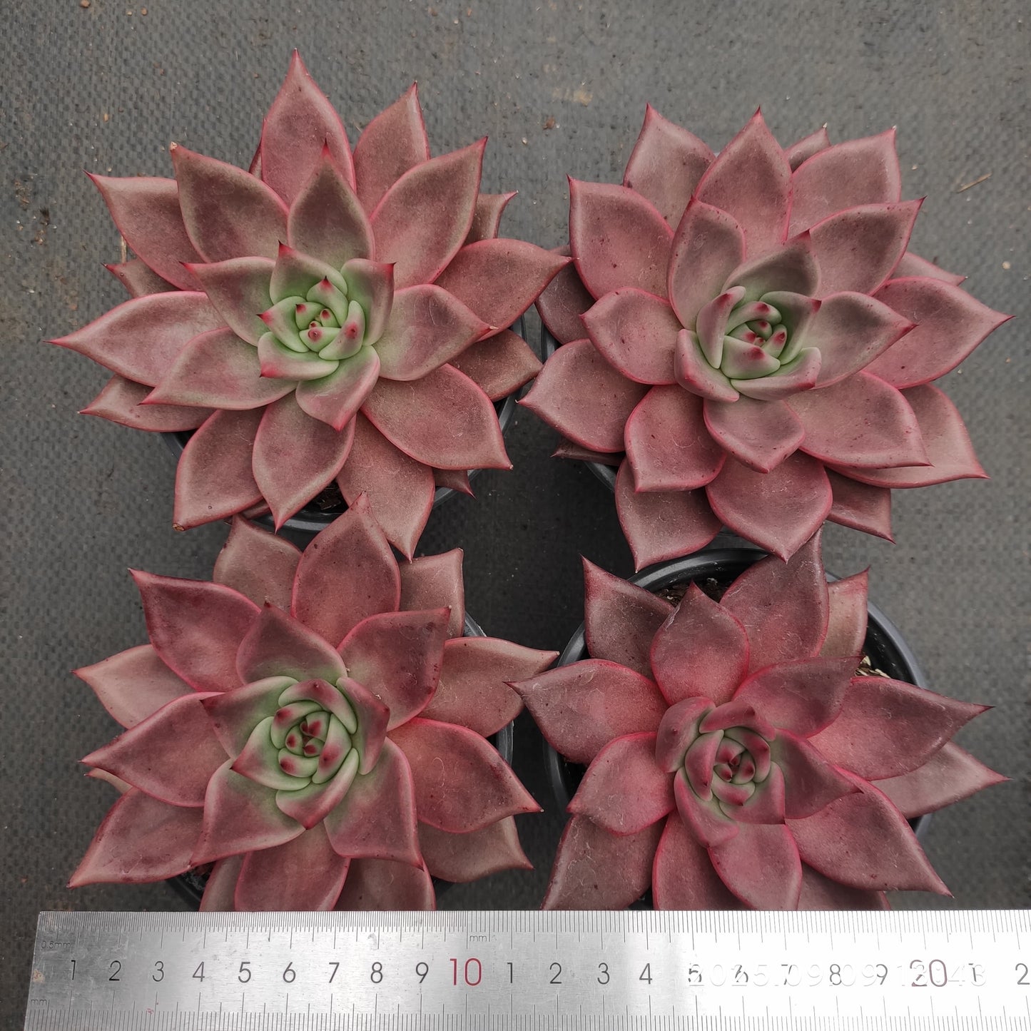 MMT877 ロメオ(12cm pot)