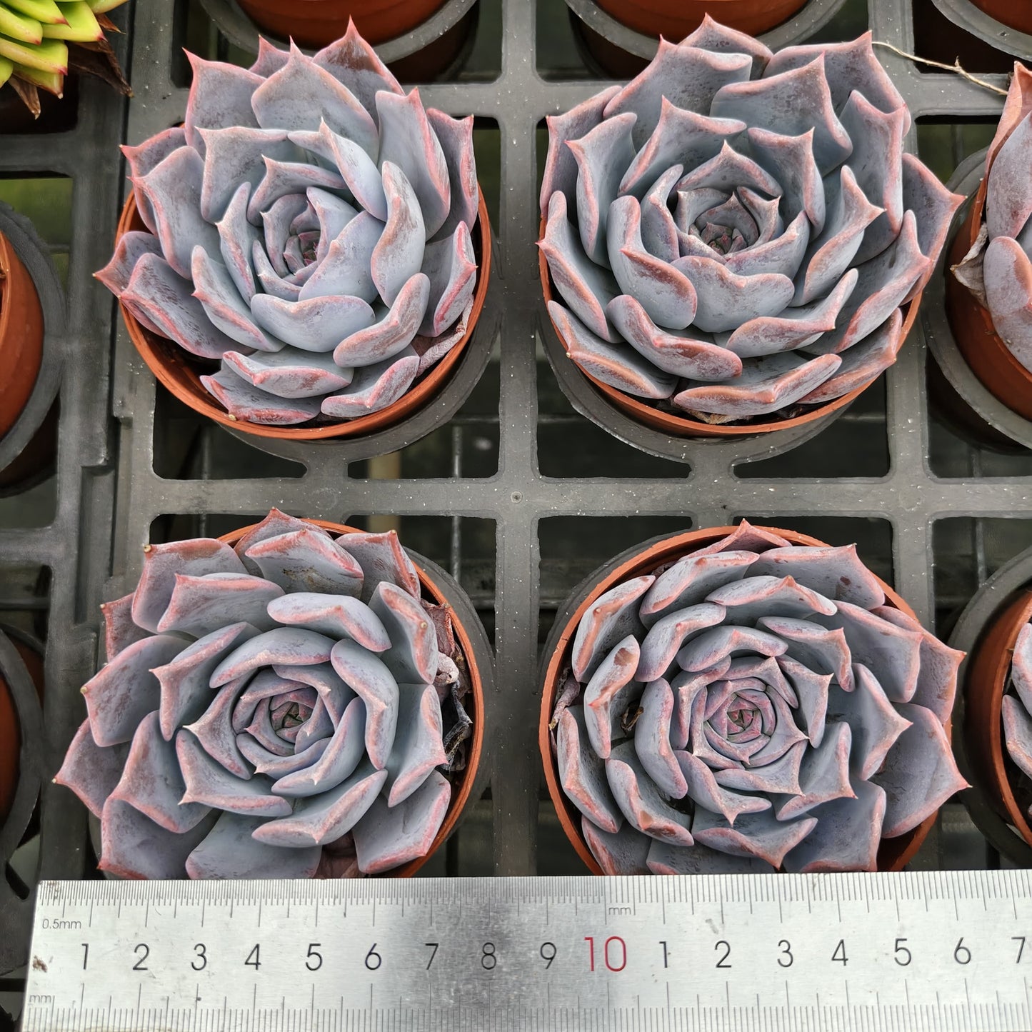 ZXX367 ルシーナ(9cm pot)
