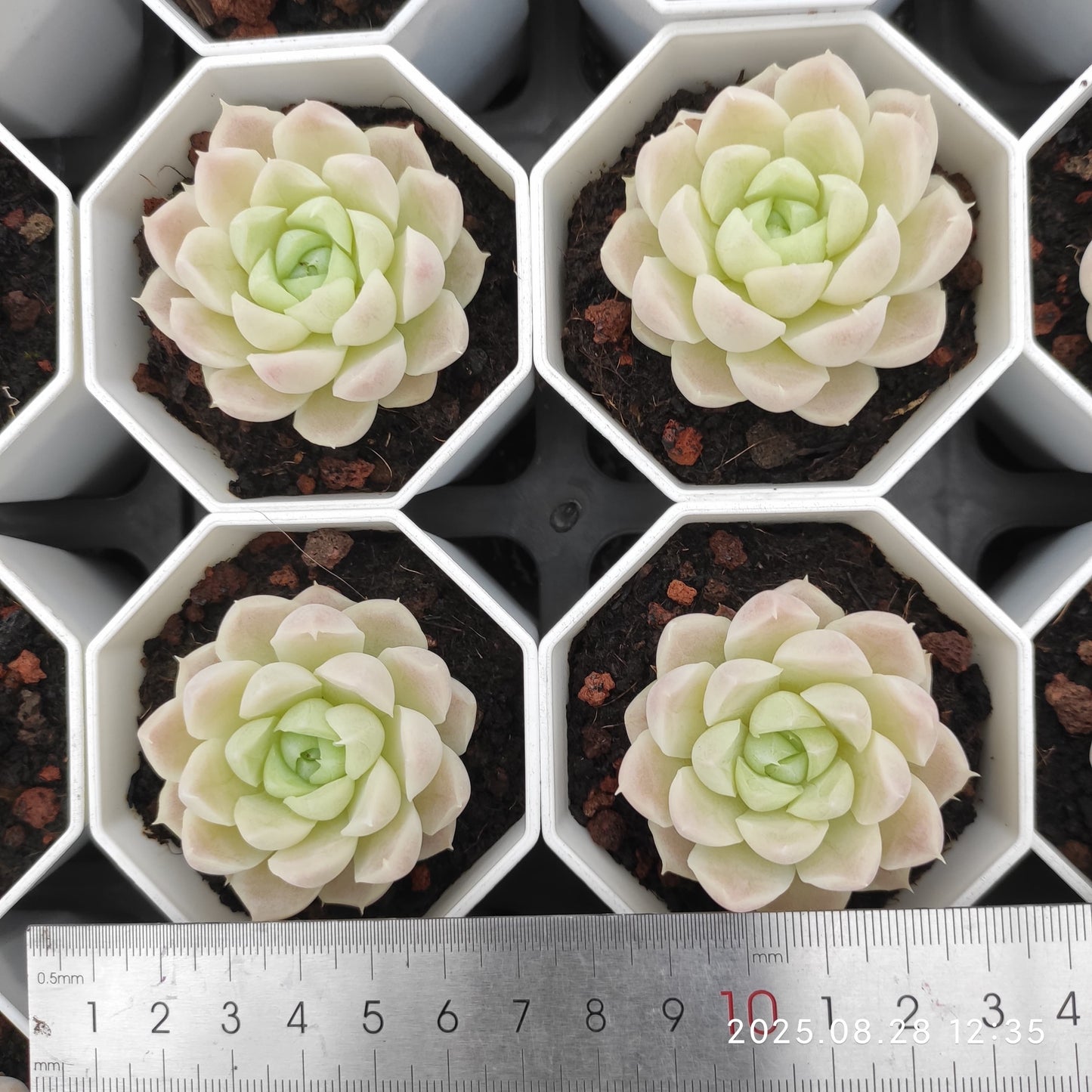 YBB107 ヒューミリス(7cm pot)