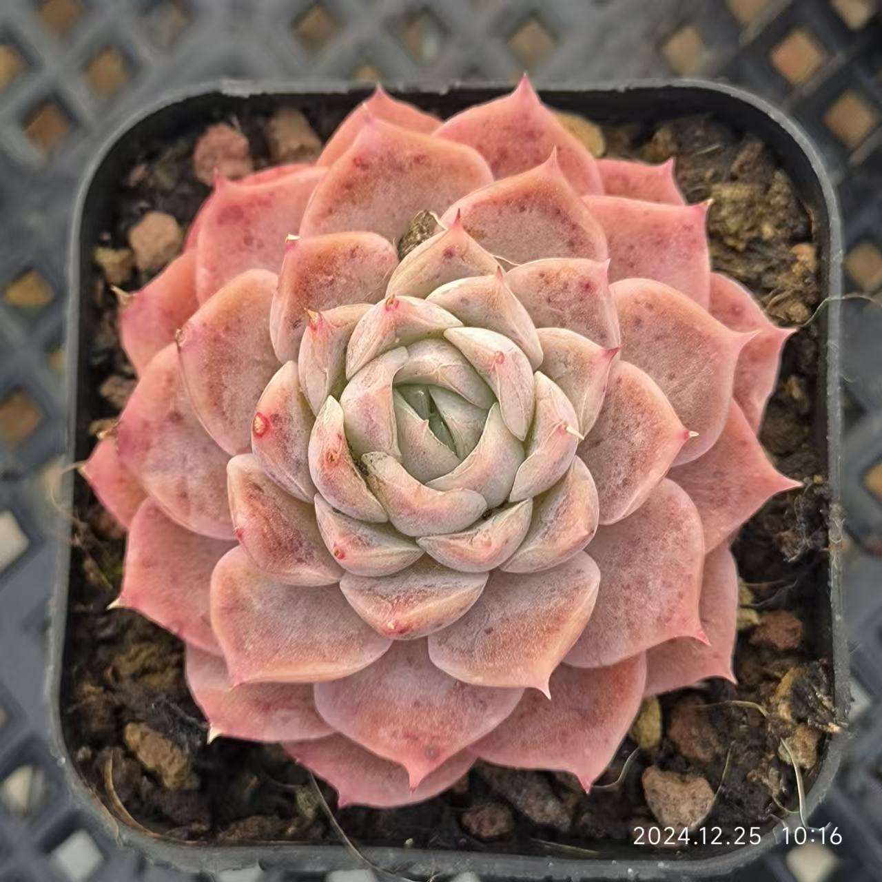 LG800 デイブレイク (6.5cm pot)