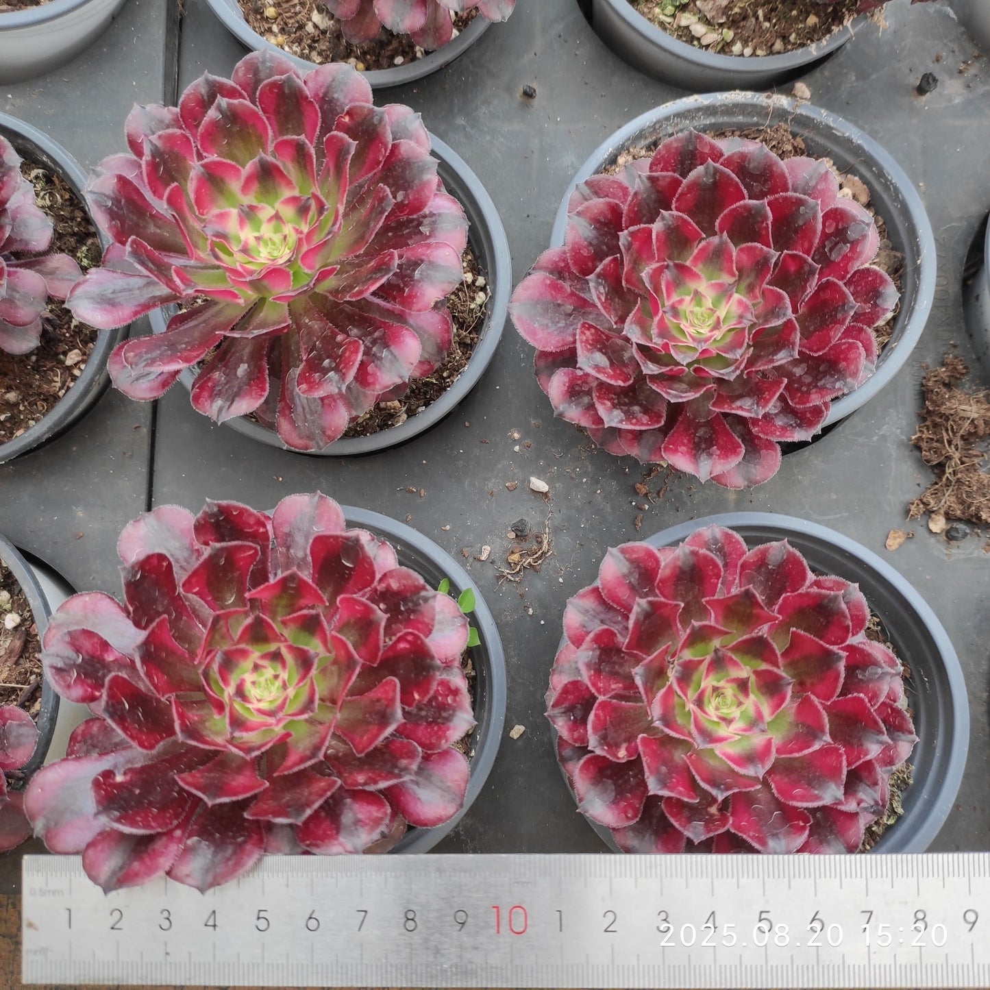 ON722 レッド ハット(10cm pot)