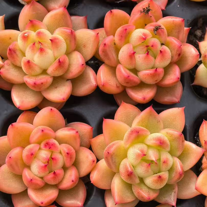 23495 クリアスカイジェニー(3cm pot)