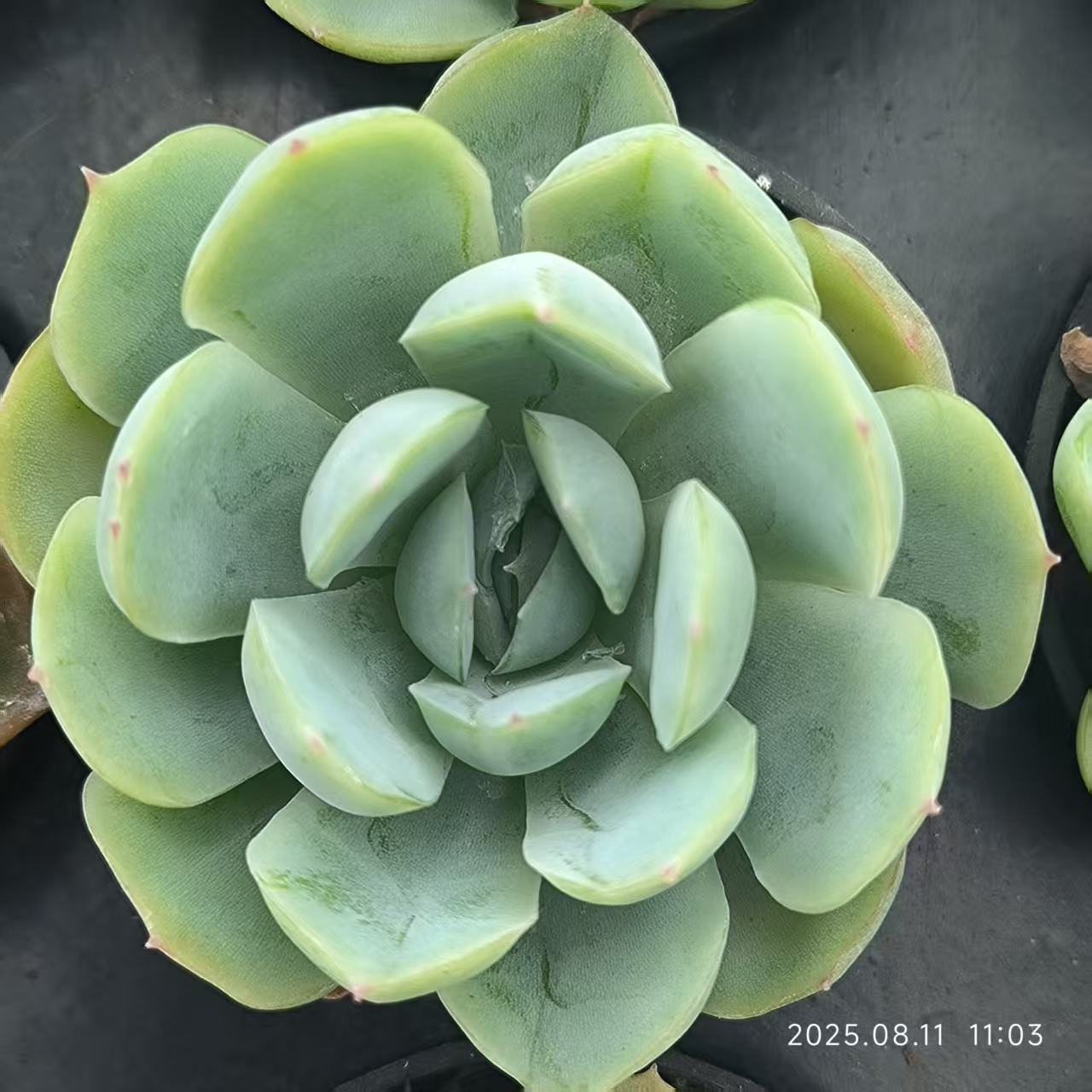 JC015 ベリー (5cm pot)