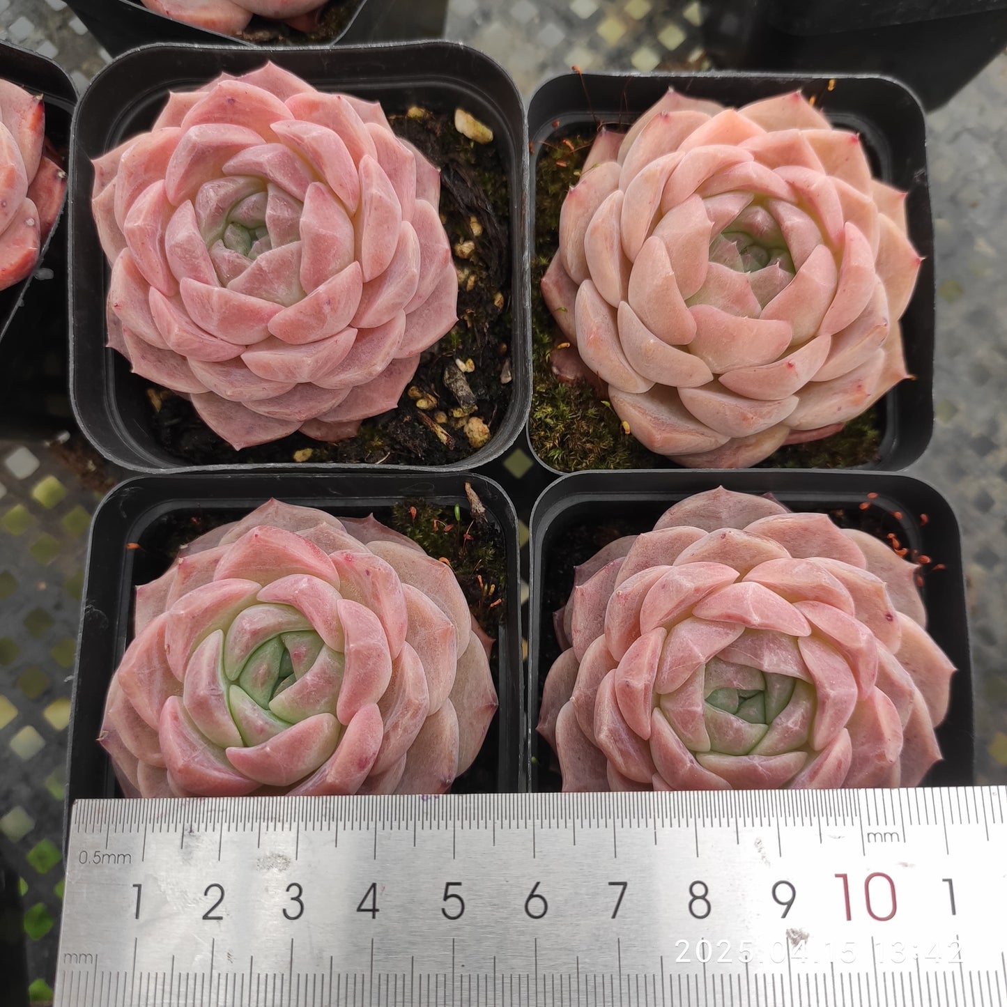 QN394 アメイジンググレイス(7cm pot)