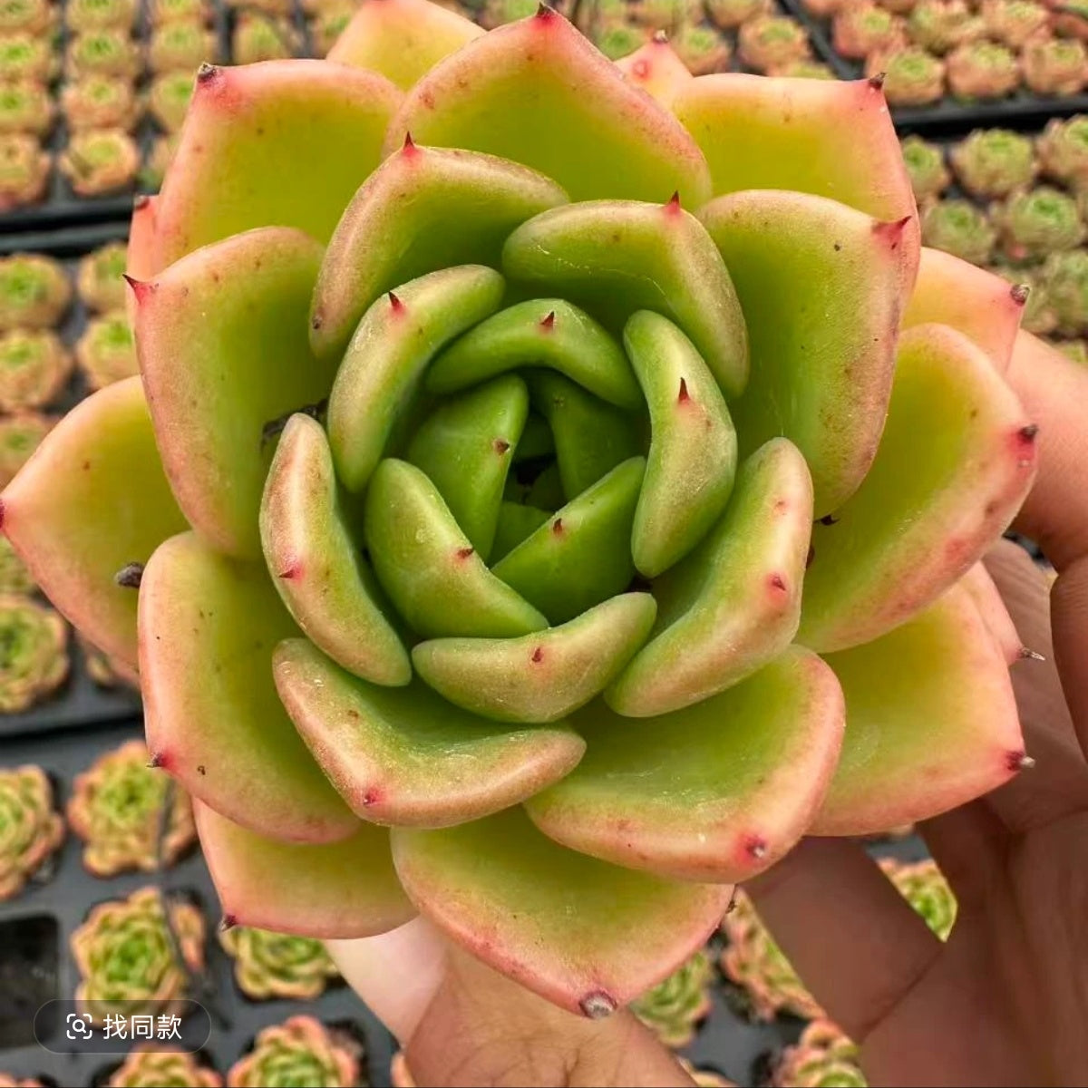 QNY142 レモン サマー(7cm pot)