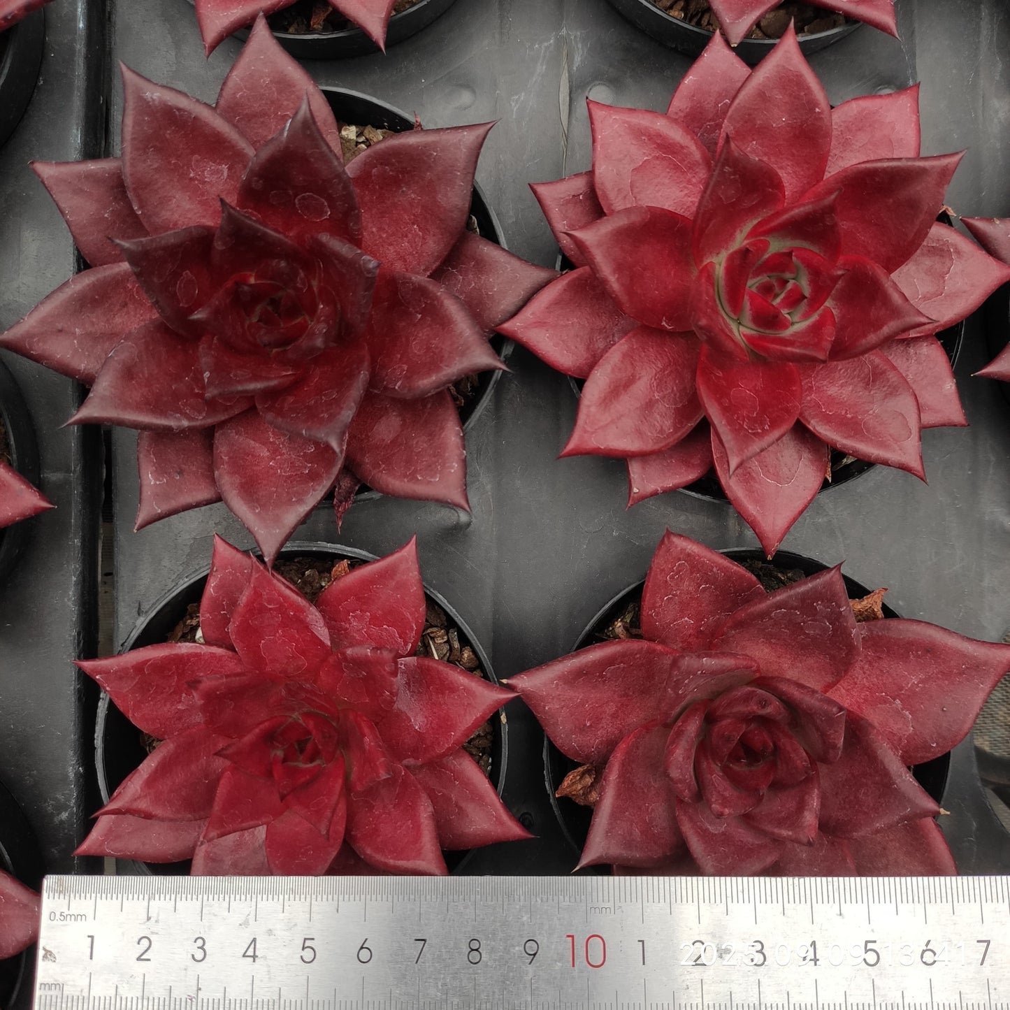 MMT627 ロビン(9cm pot)