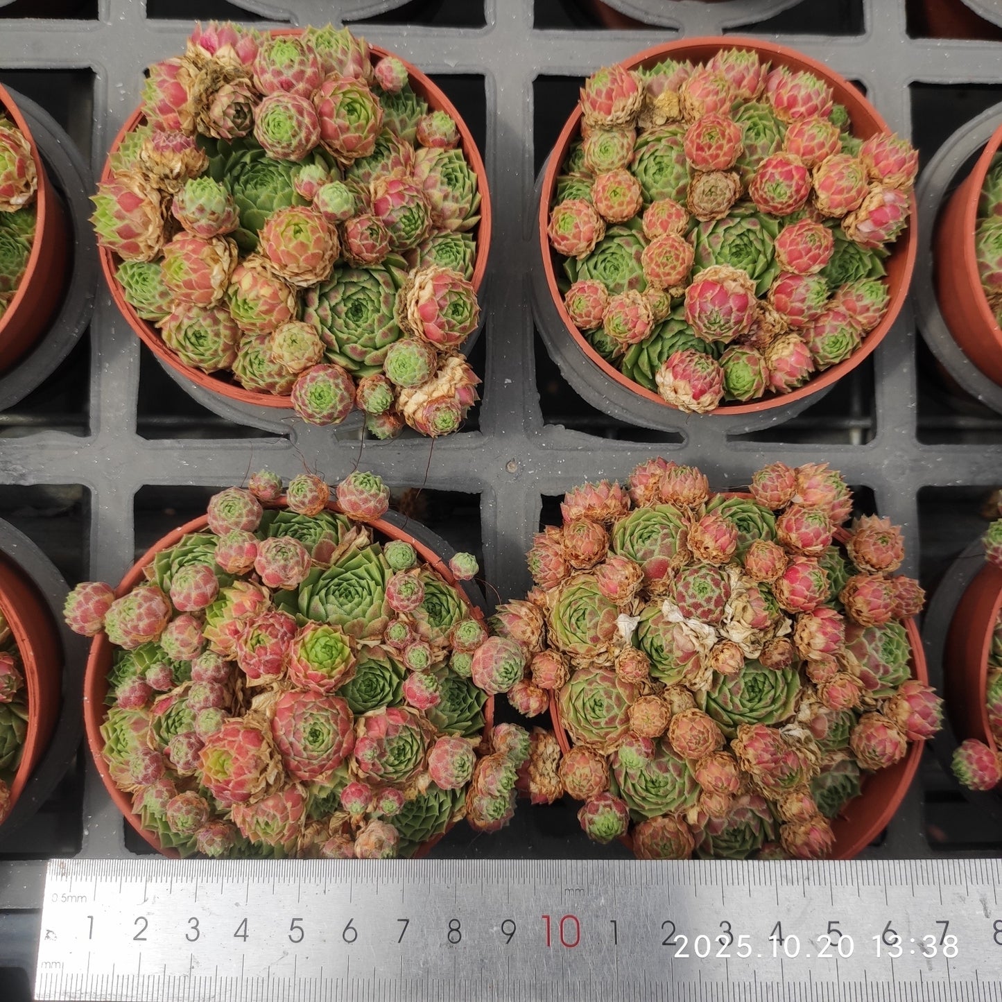 18483 センペルビブム ペキニーズ(9cm pot)