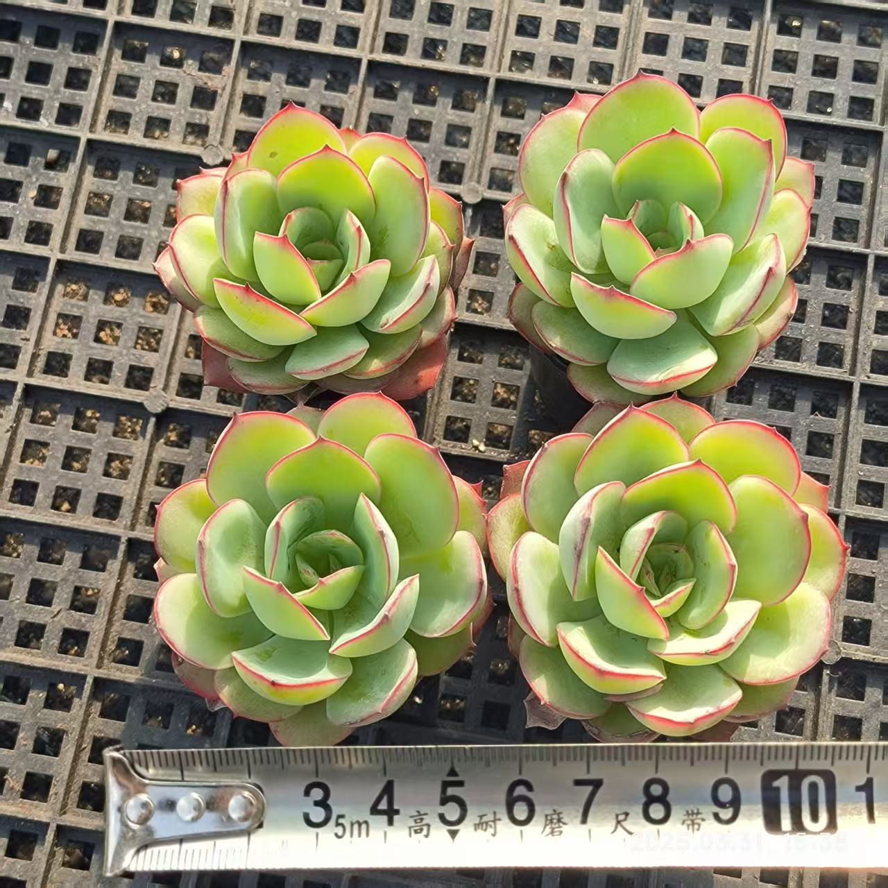 HH077 パラメラ(5cm pot)