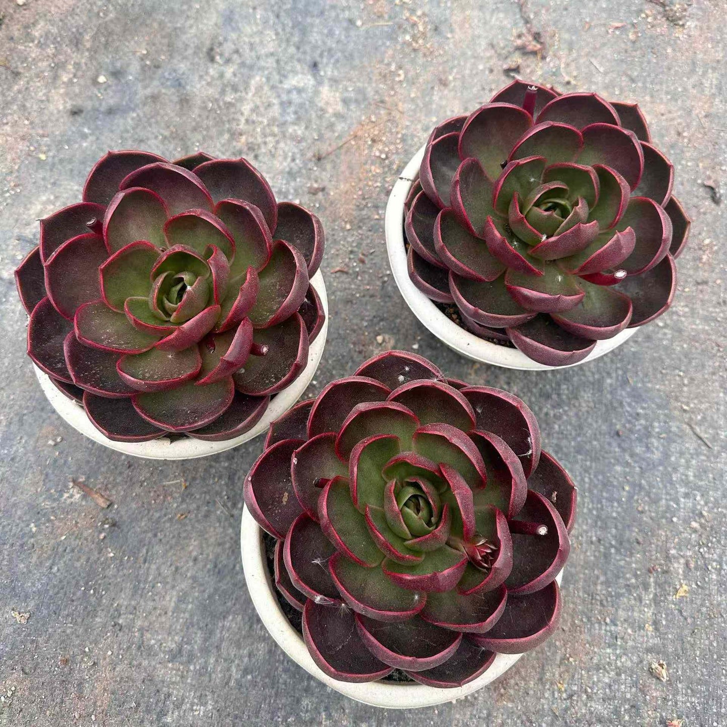 21288 トラフィックライト