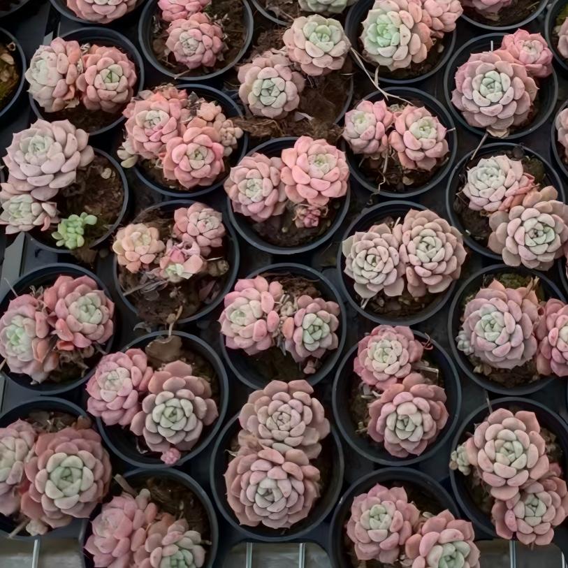 24529 マッチメーカー