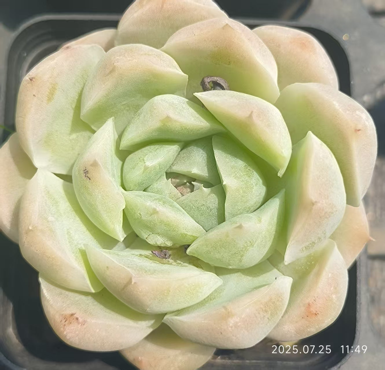 GR371 ホワイトソーダ(6.5cm pot)