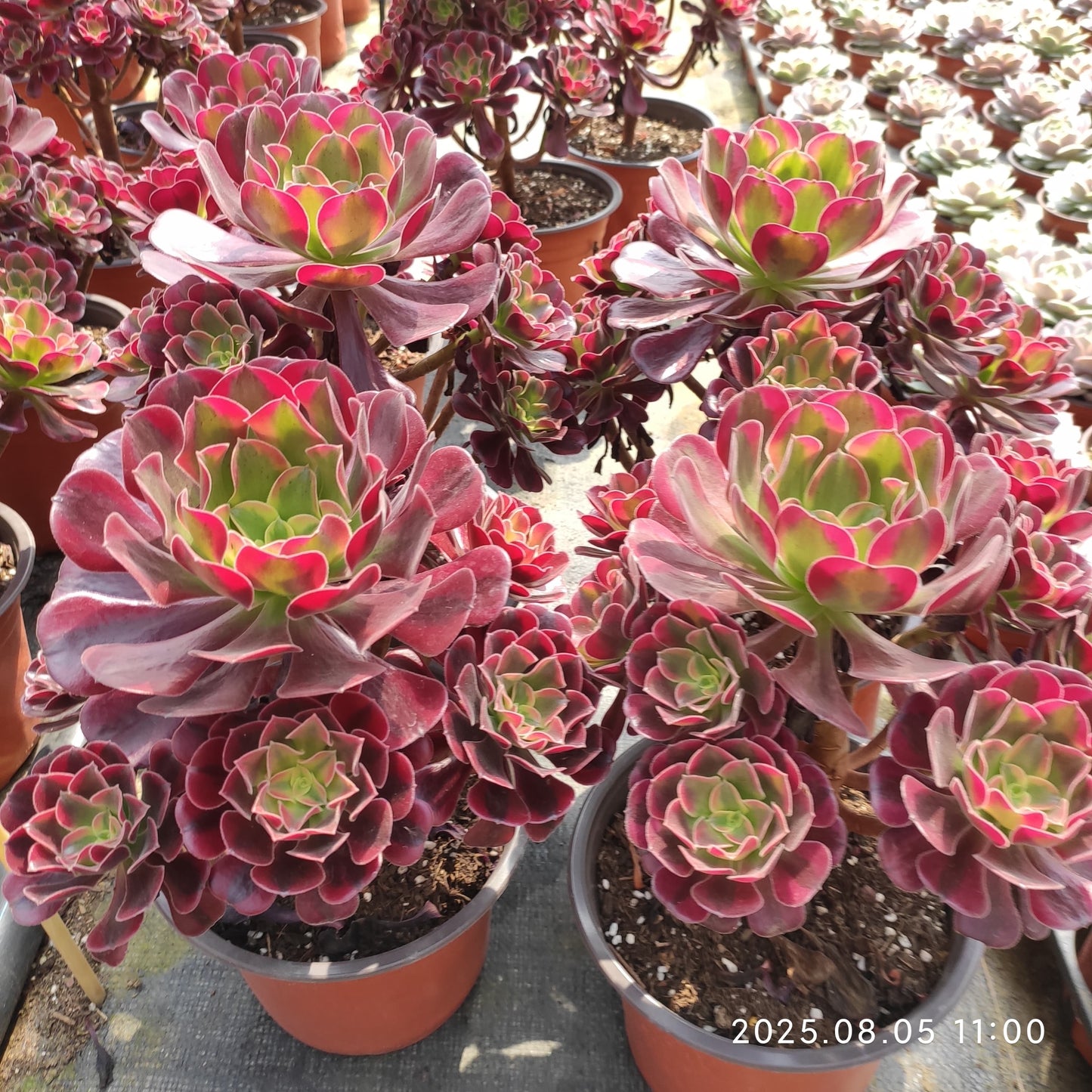 GDX012 メドゥーサー(18cm pot)
