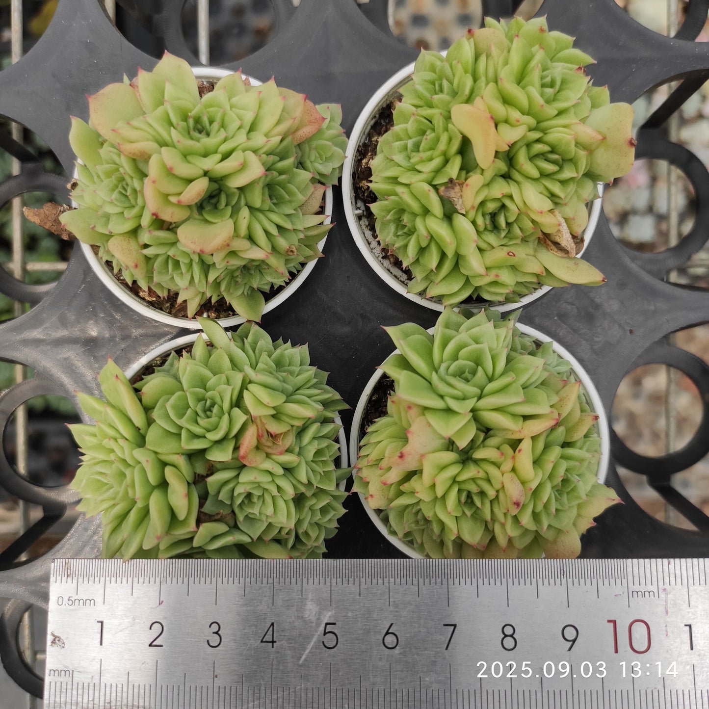 ZZA374 新品種 クイーンローズHyb(5.5cm pot)