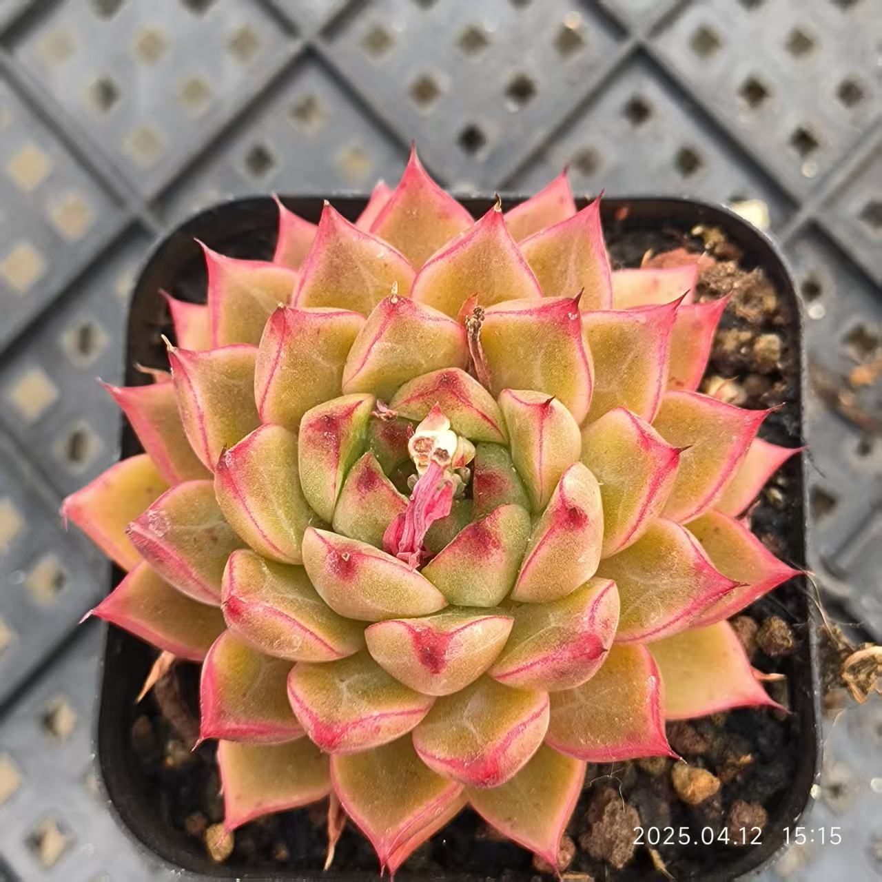 LG771 パープルストレンジ(6.5cm pot)