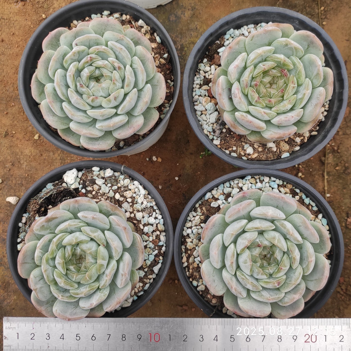 XQ1427 ホワイトラブ(12cm pot)