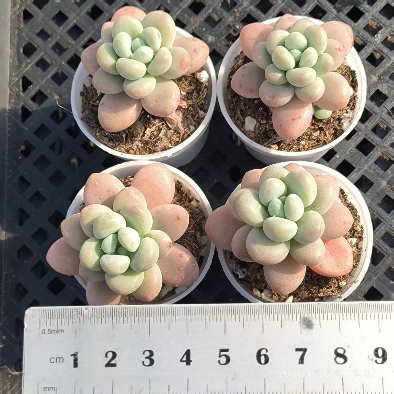 FFH247 レジェンド(5cm pot)