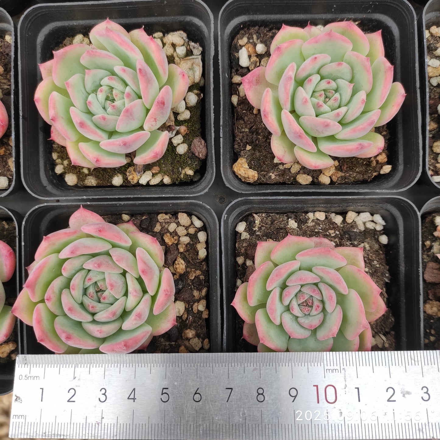RC039 エケマリア(7cm pot)