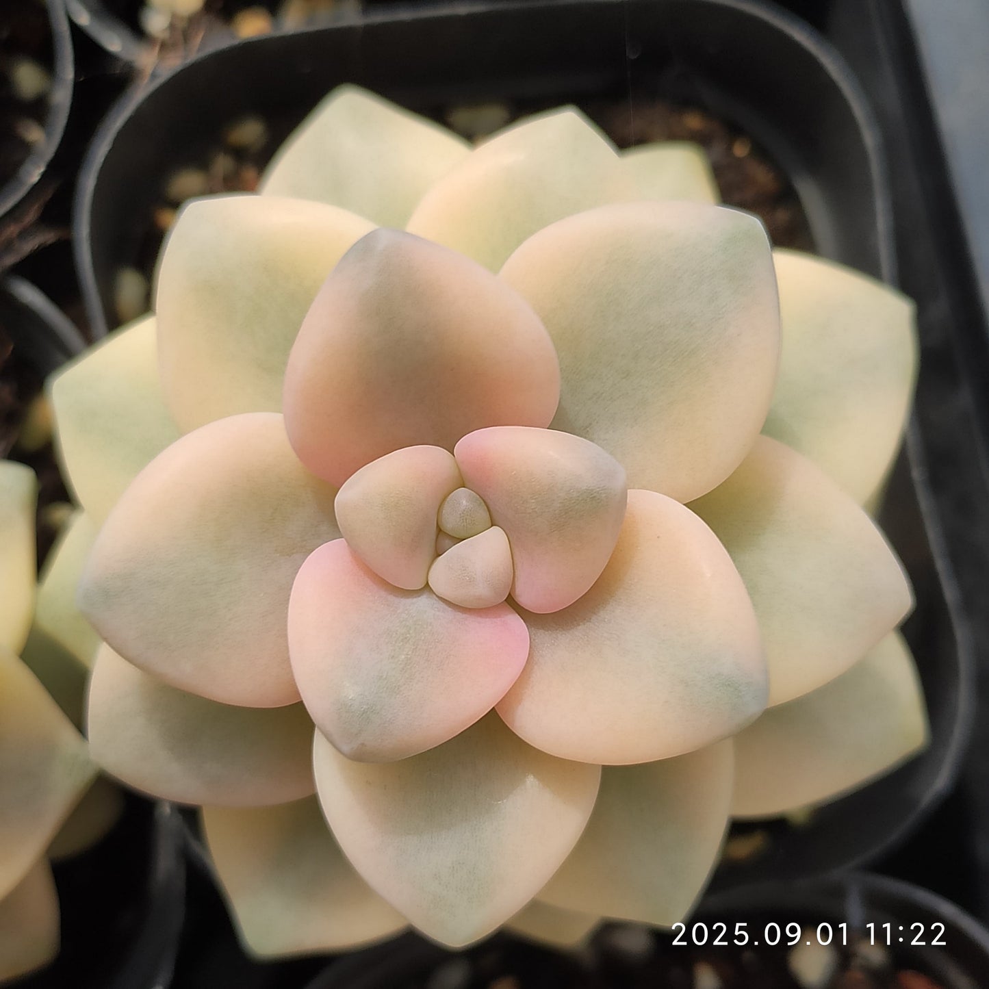 QN833 ティテュバンス錦(6.5cm pot)