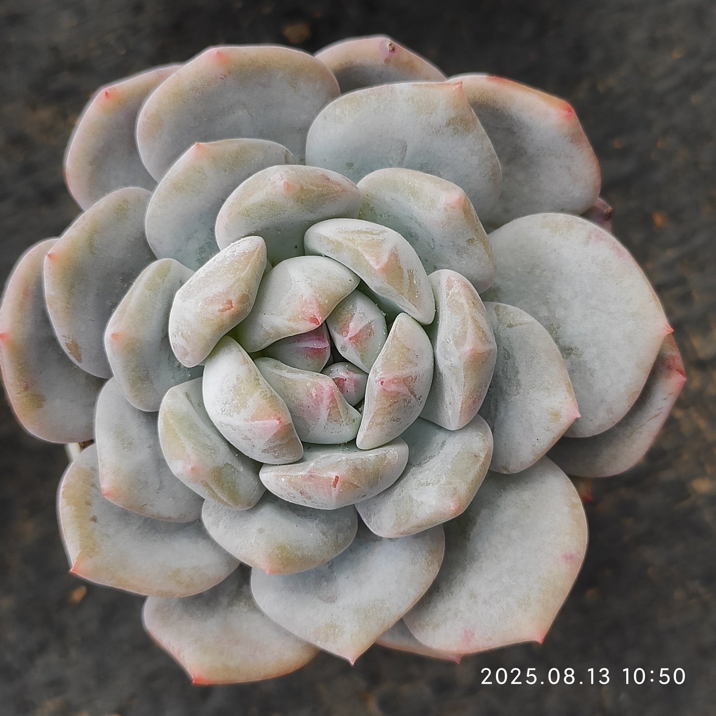 LB027 オレンジモンロー(5cm pot)