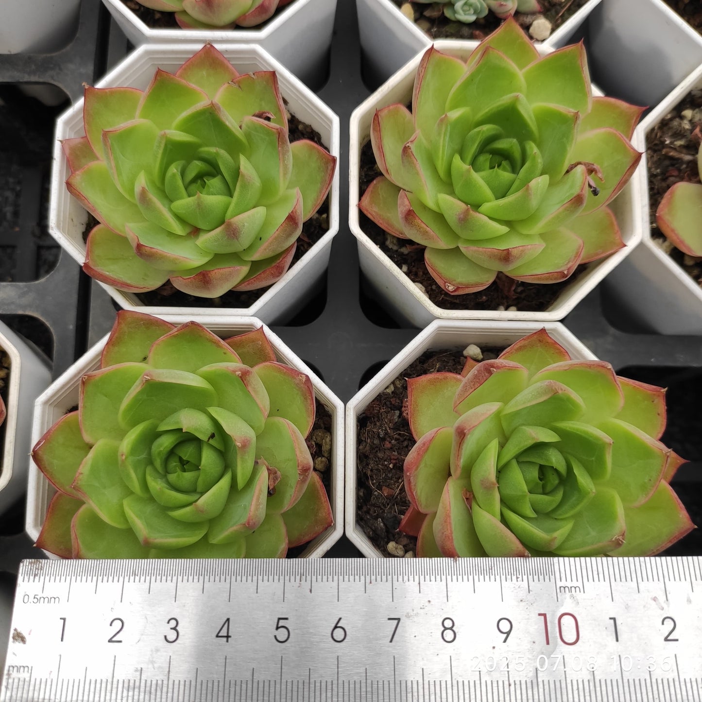 DQ095 ブルー・ムーン hyb (7cm pot)
