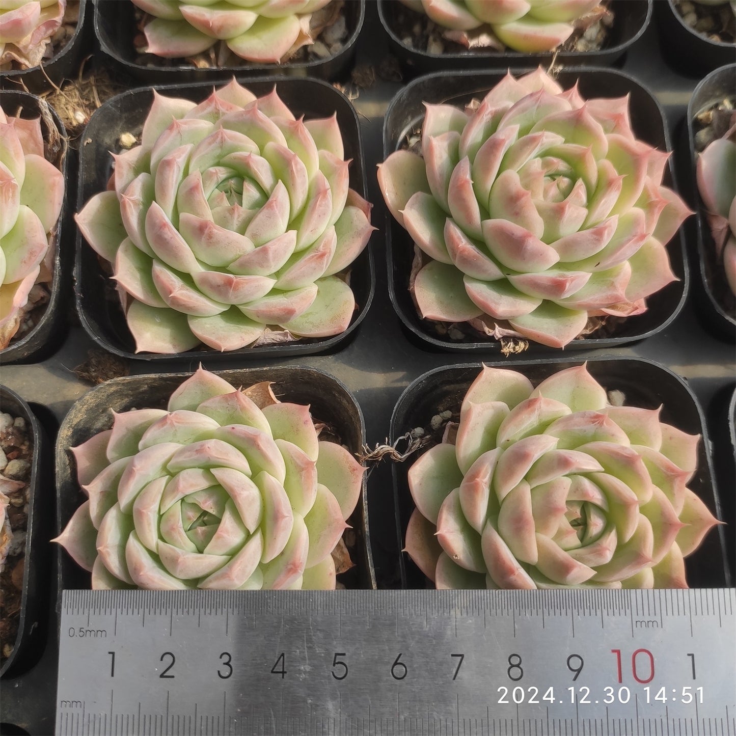 XQ513 ワイト フォックス ジェニー (7cm pot)