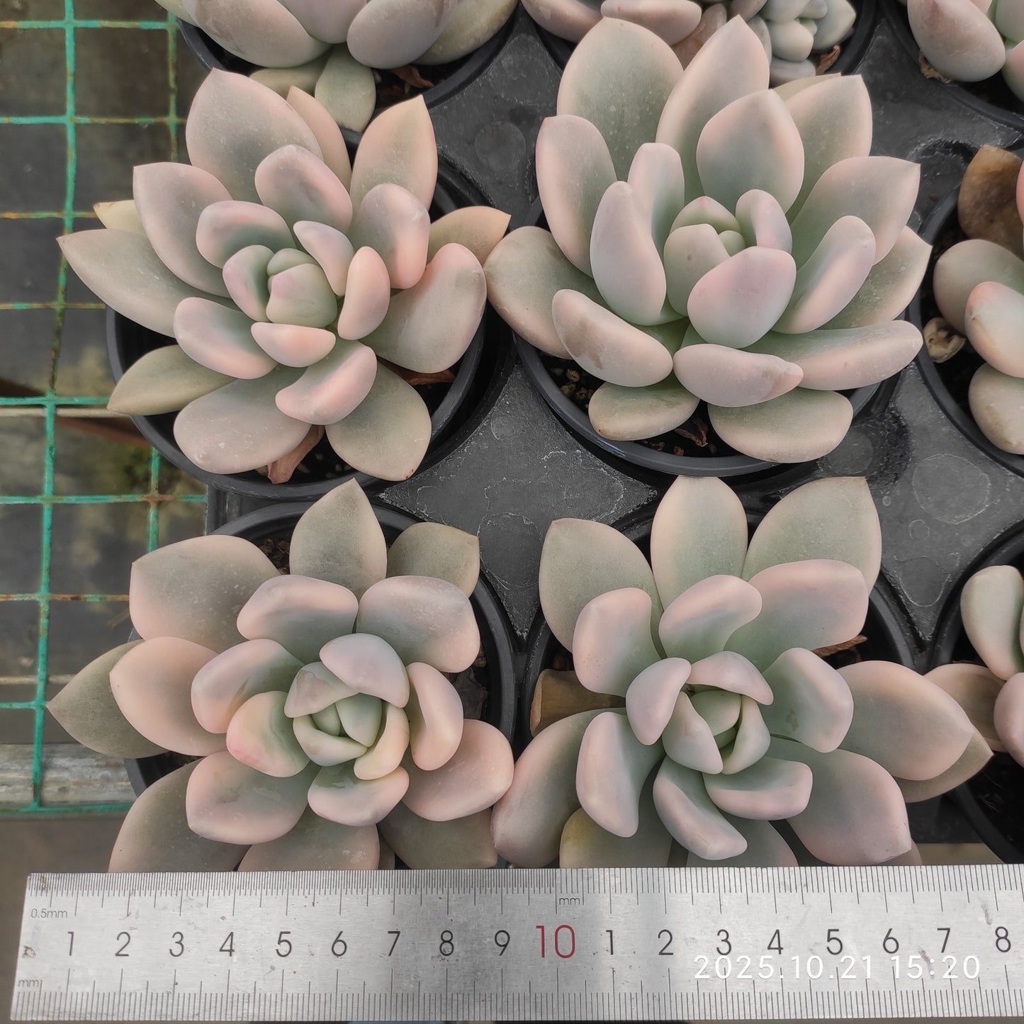 MMY711 オパリナ錦(9cm pot)