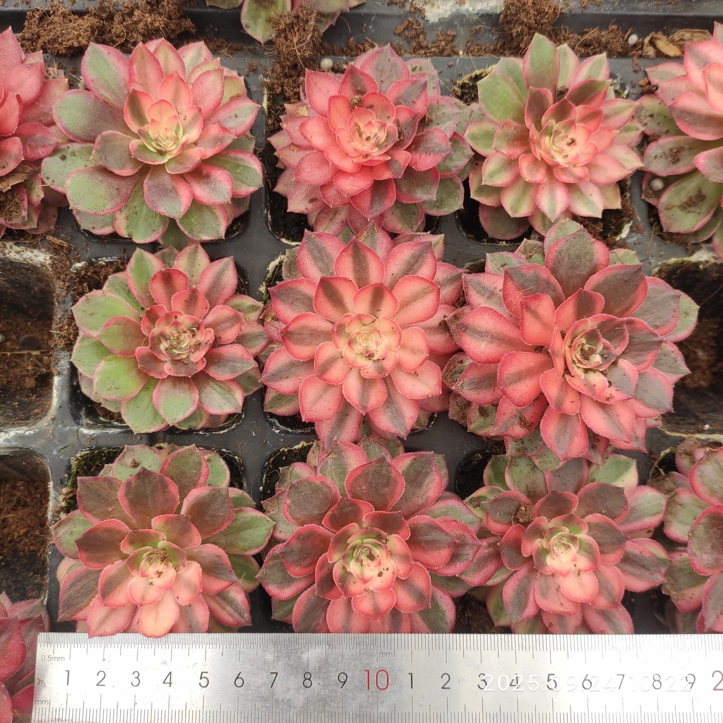ON629 ブラック デビル(7cm pot)