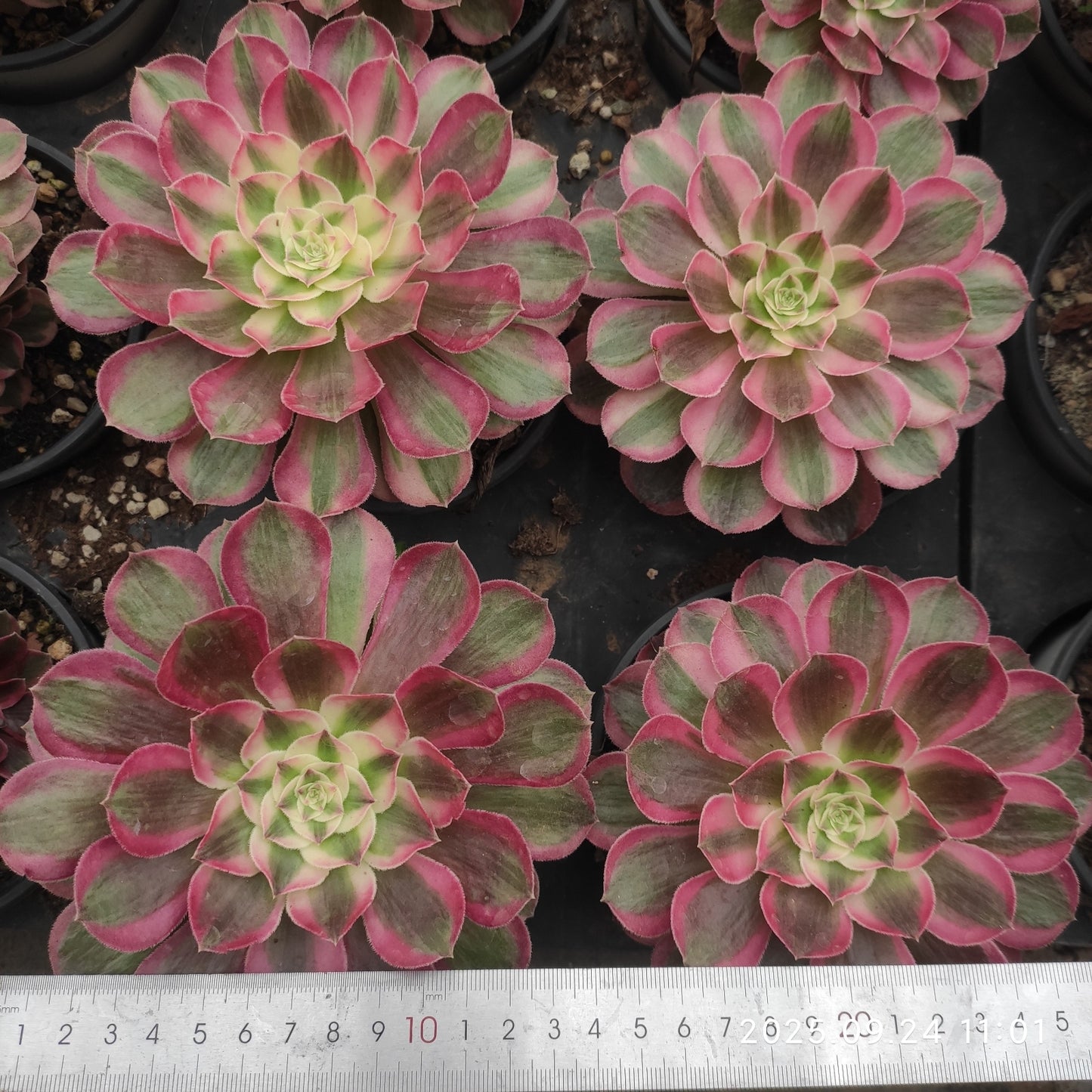 ON717 ピーコック フェザーズ(12cm pot)